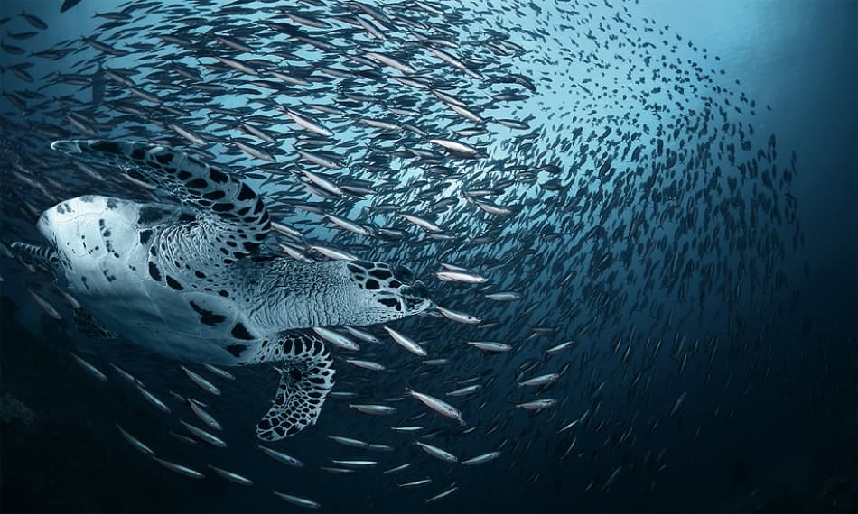 Majestic Sea Turtle School by Andrey Narchuk — canvas wall art