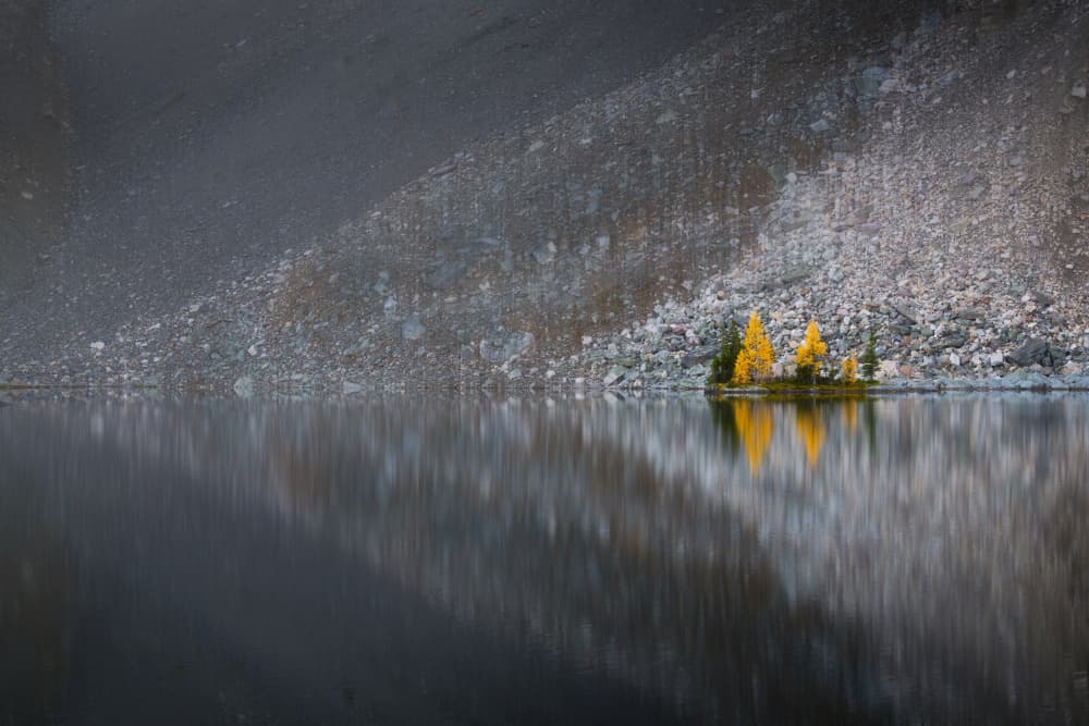 Golden Larch Reflections by Yongnan Li （李永男） — canvas wall art