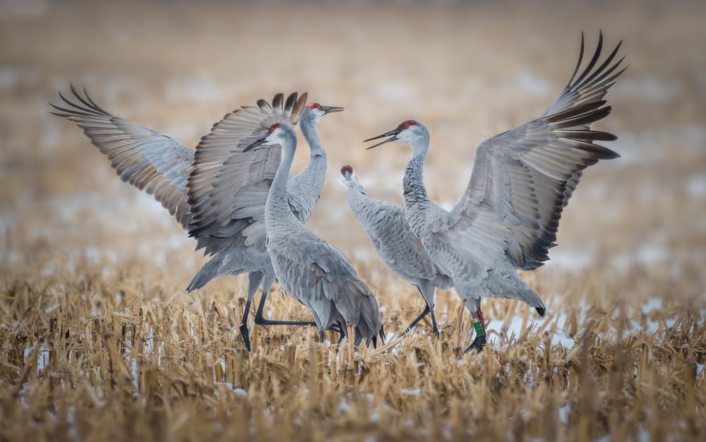 Dancing Sandhill Cranes by Kevin Wang — canvas wall art