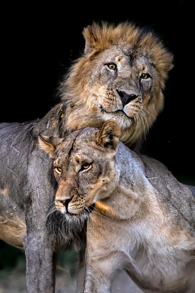 Lion Couple Gaze by Jun Zuo — canvas wall art