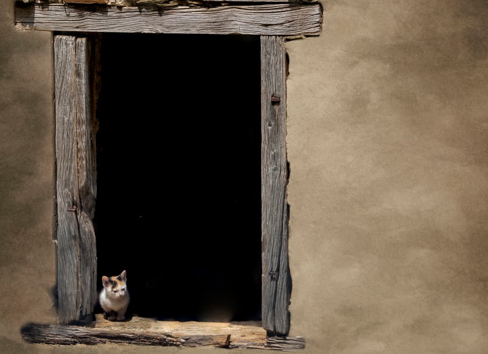 Rustic Kitten Window by Marketa Zvelebil PhD LRPS CrGP. — canvas wall art