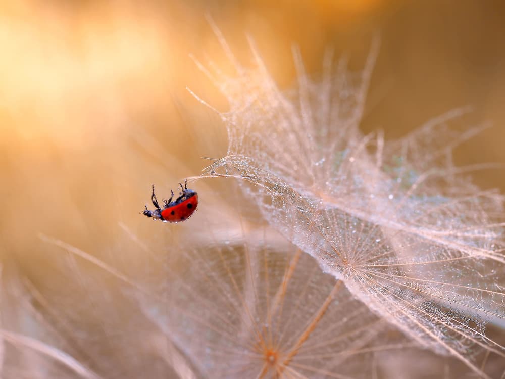 Ladybug on Dewy Seed by Thierry Dufour — canvas wall art