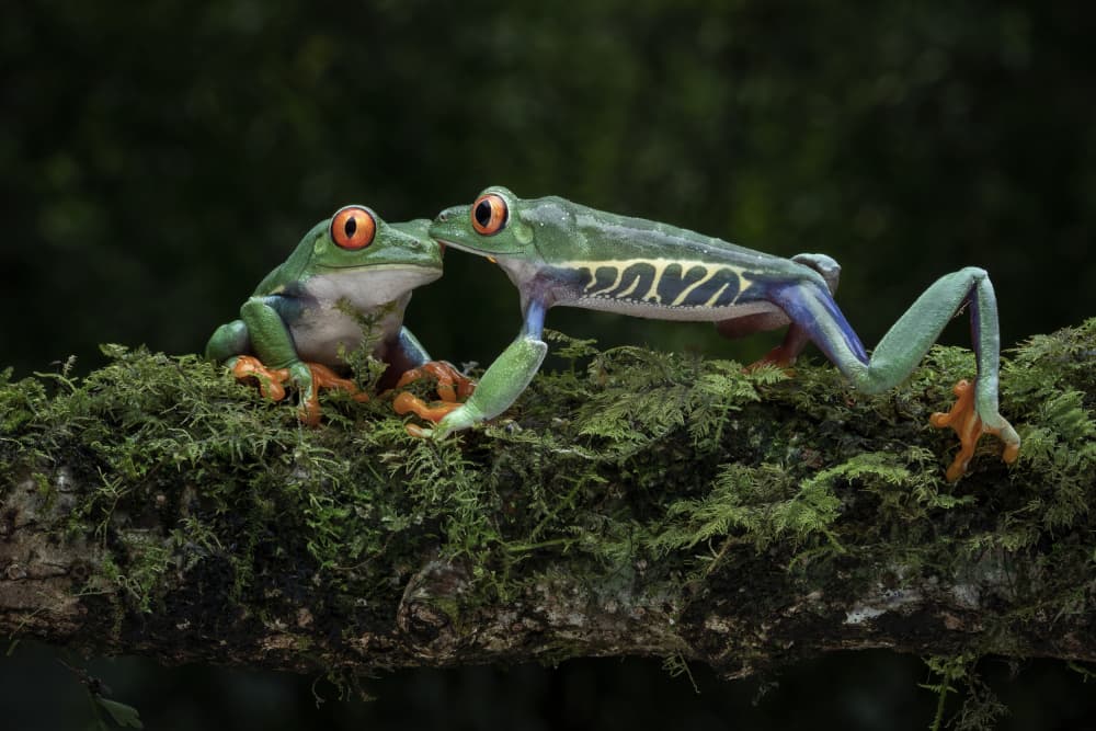 Enchanting Red-Eyed Frogs by Tantoyensen — canvas wall art