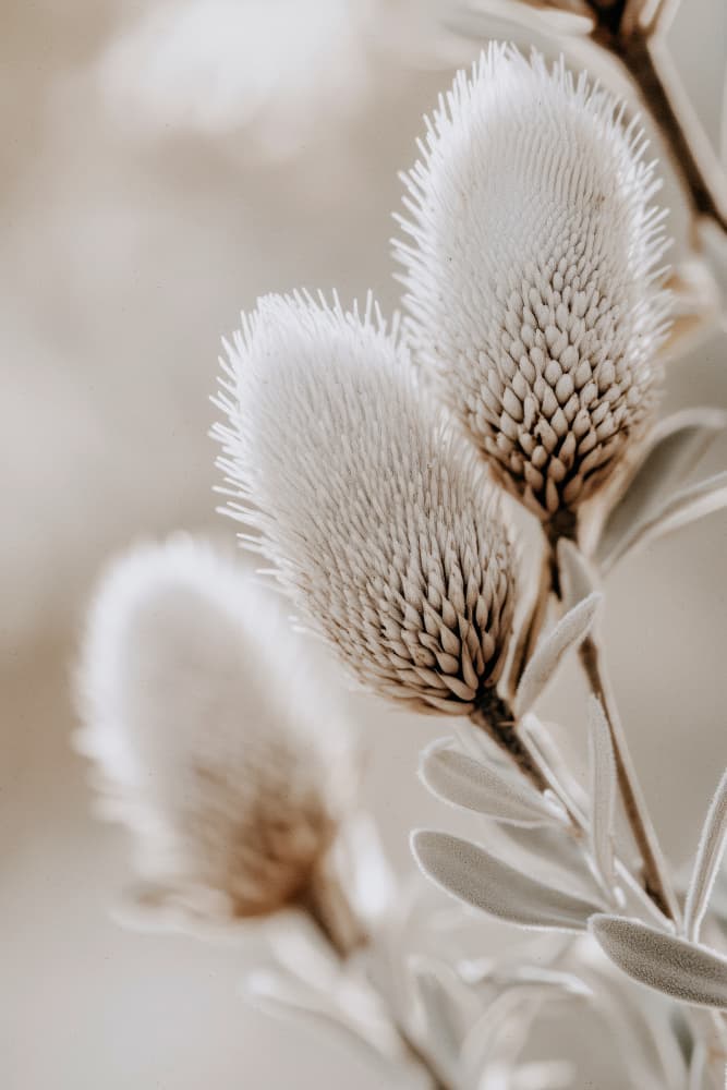 Soft Bloom Symphony by Treechild — canvas wall art