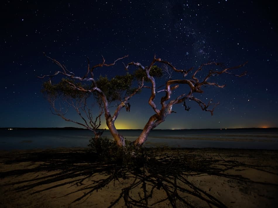 Glowing Beach Tree by Mel Brackstone — canvas wall art