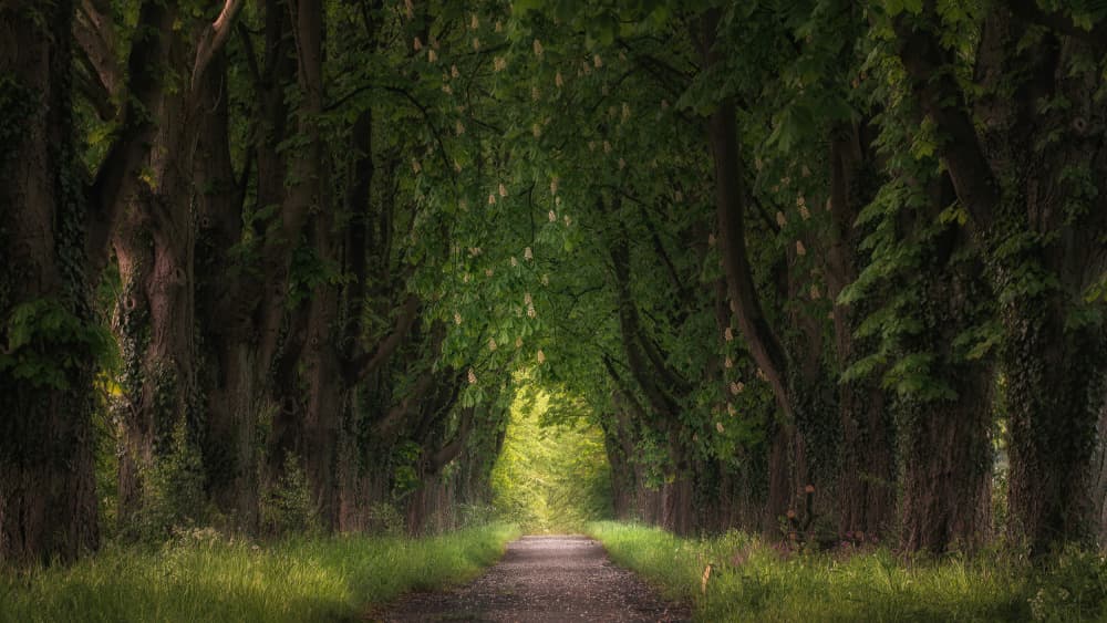 Green Tree Tunnel by Klaus Heuermann — canvas wall art