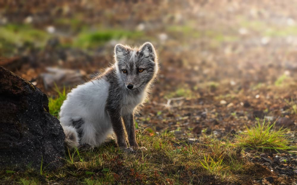 Wild Arctic Fox Gaze by joanaduenas — canvas wall art