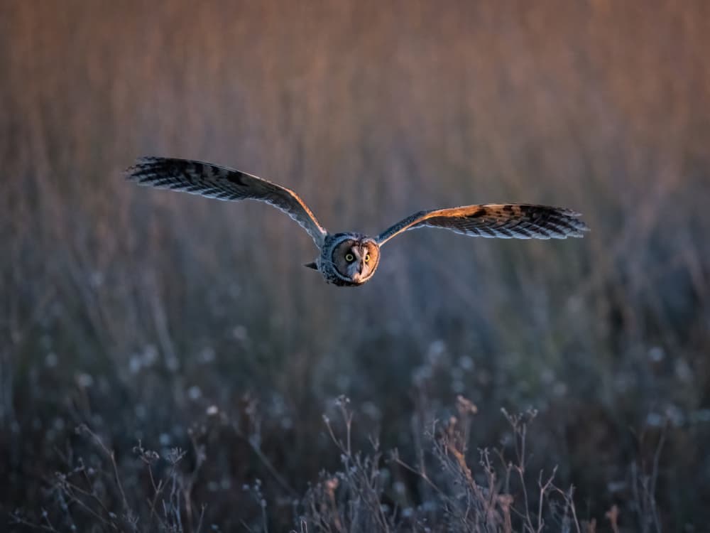 Majestic Owl in Flight by Taksing (吉星高照) — canvas wall art