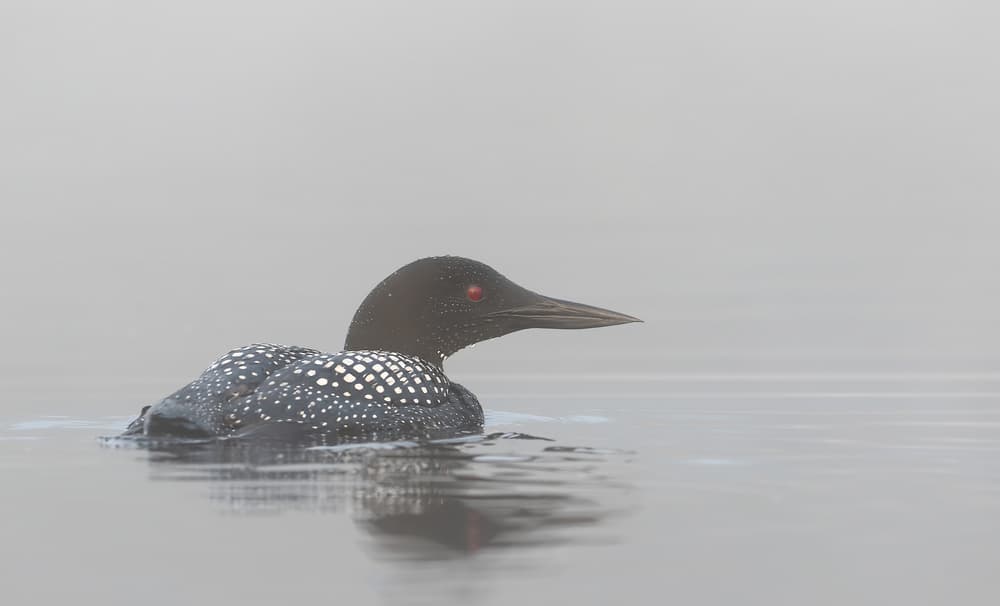 Loon In Fog by Jim Cumming — canvas wall art