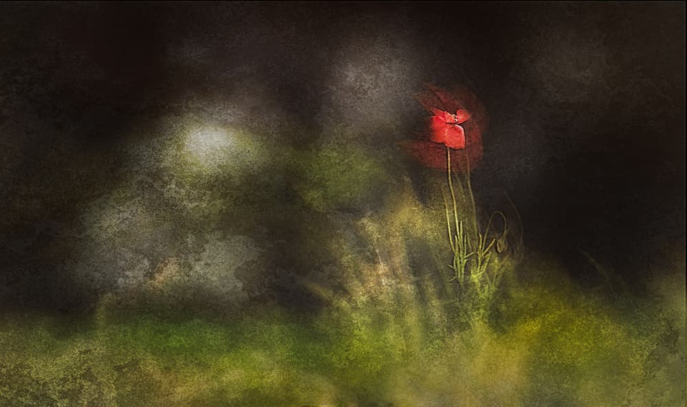 Moody Red Poppies by Jan van der Linden — canvas wall art