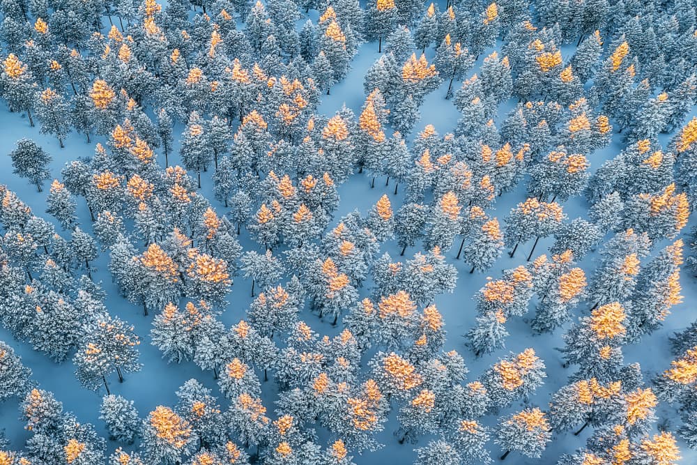 Golden Winter Forest by Mei Xu — canvas wall art