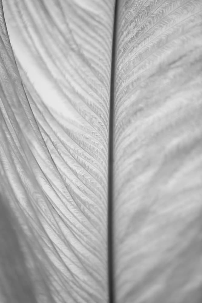Soft Feather Detail by Crystal Lynn Collins — canvas wall art