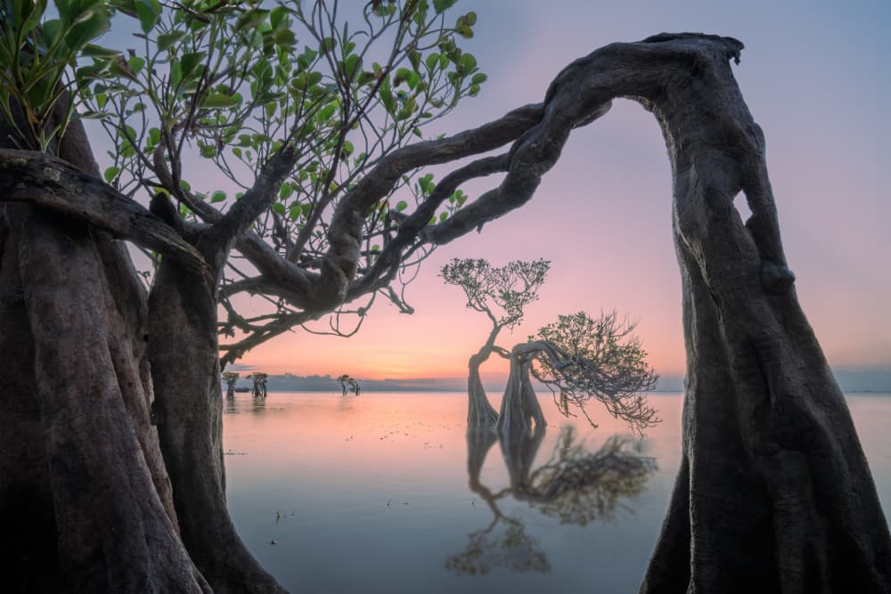 Mangrove Sunrise Reflections by Chao Feng 天馬 — canvas wall art