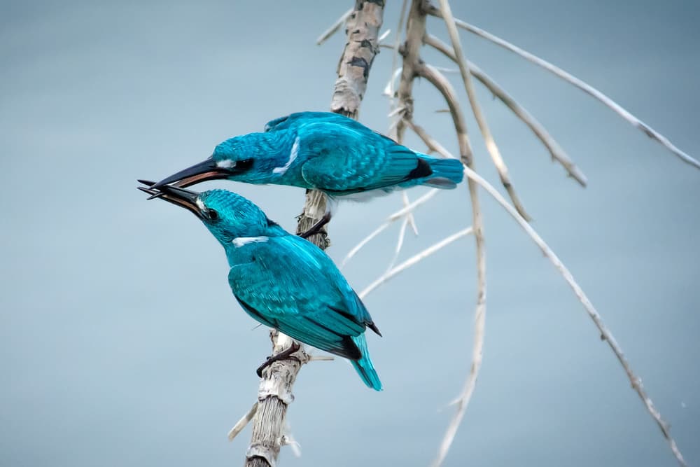 Blue Kingfishers Feeding by Arief Siswandhono — canvas wall art