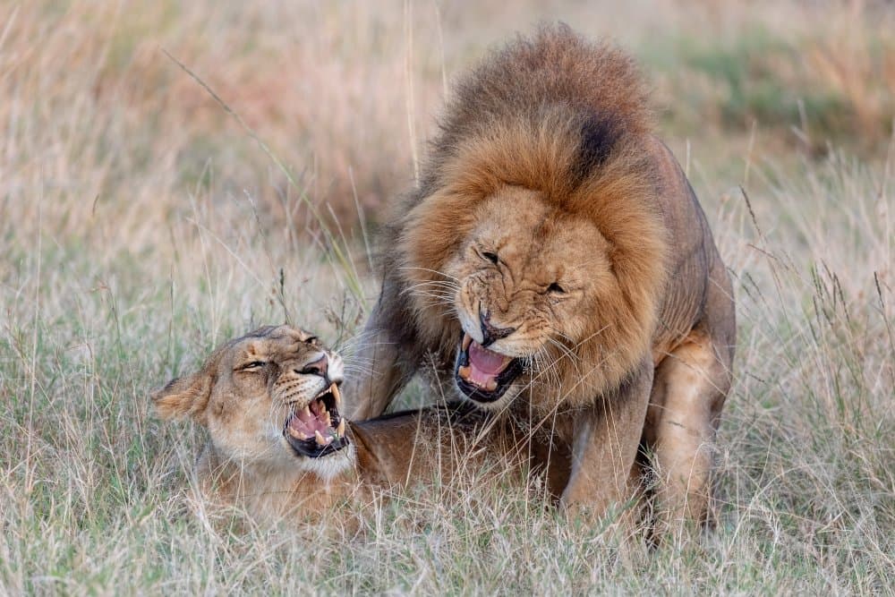Intense Lion Mating by Alessandro Catta — canvas wall art