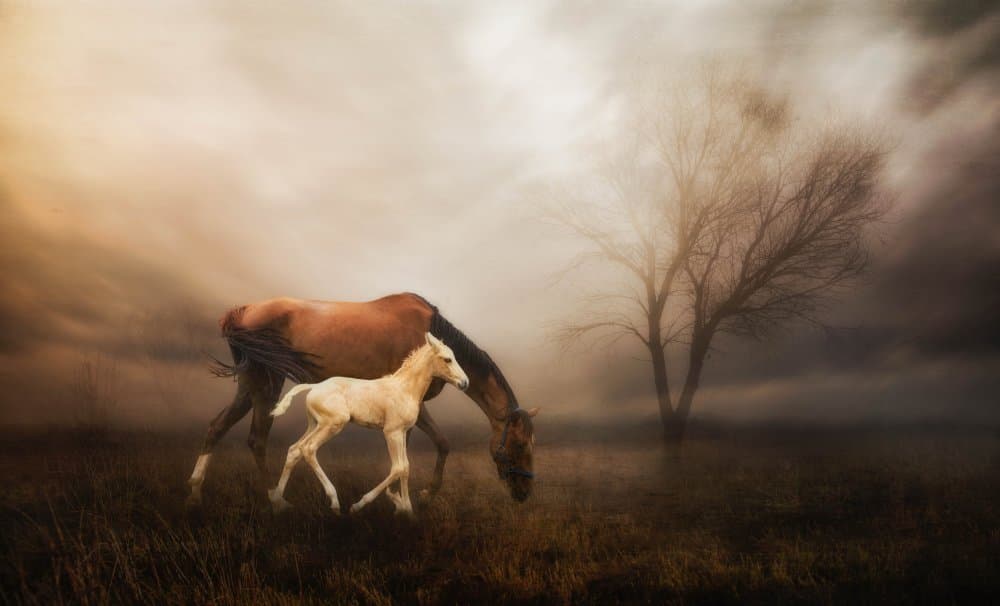 Dreamy Mare and Foal by Charlaine Gerber — canvas wall art