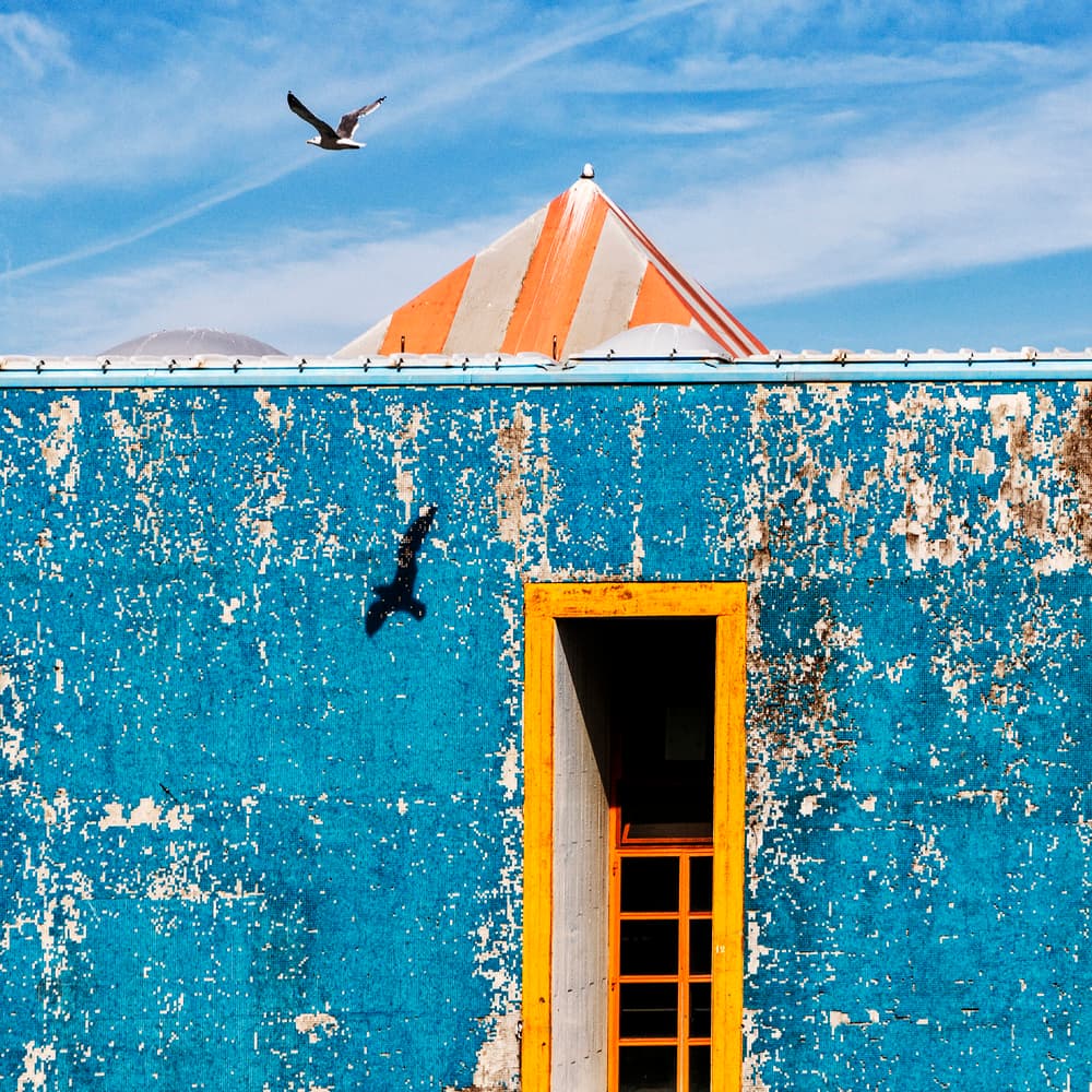 Vibrant Blue Wall Bird by Massimo Della Latta — canvas wall art