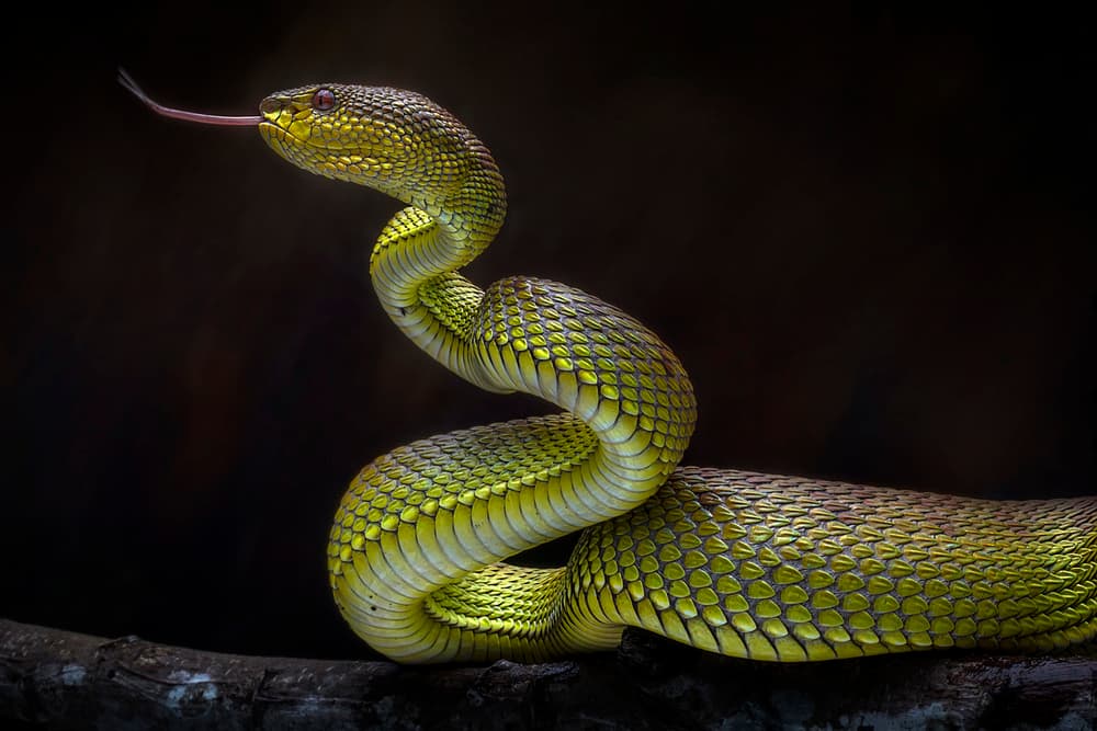 Striking Green Viper by Fauzan Maududdin — canvas wall art