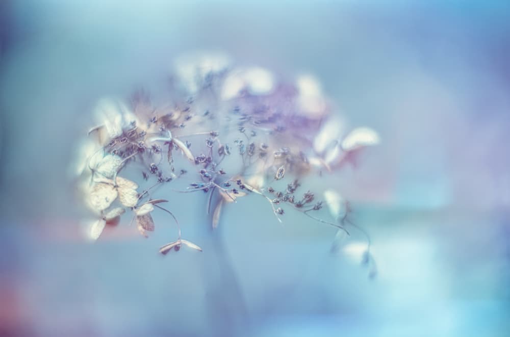 Soft Lavender Bloom by Yasutaka Sameshima — canvas wall art