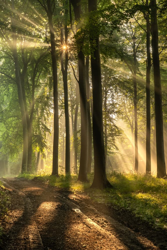Golden Forest Path by Keller — canvas wall art