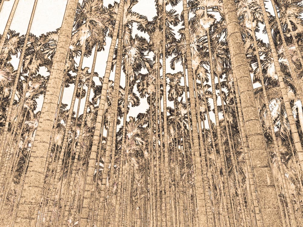 Sketched Palm Forest by Santhosh ch — canvas wall art