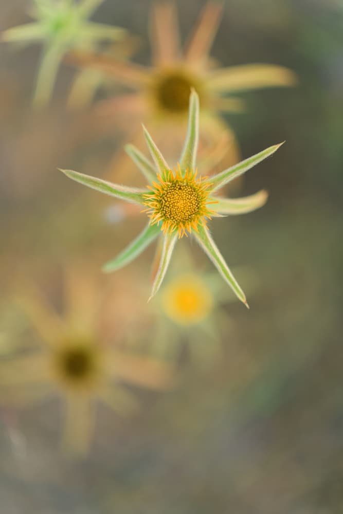 Soft Yellow Bloom by Javier Pardina — canvas wall art