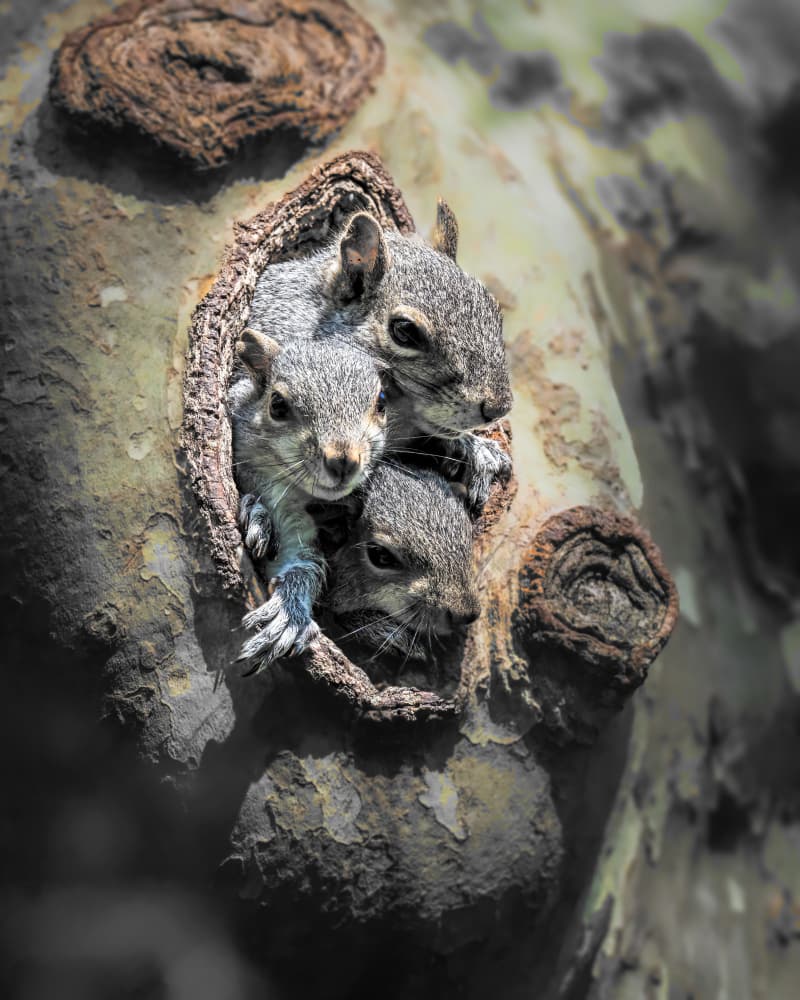 Curious Squirrel Family by Xiao Cai — canvas wall art