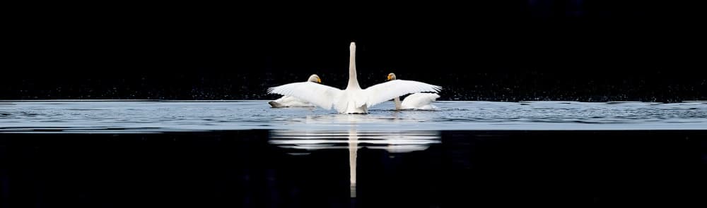Graceful Swan Reflection by Svein Ove Linde — canvas wall art