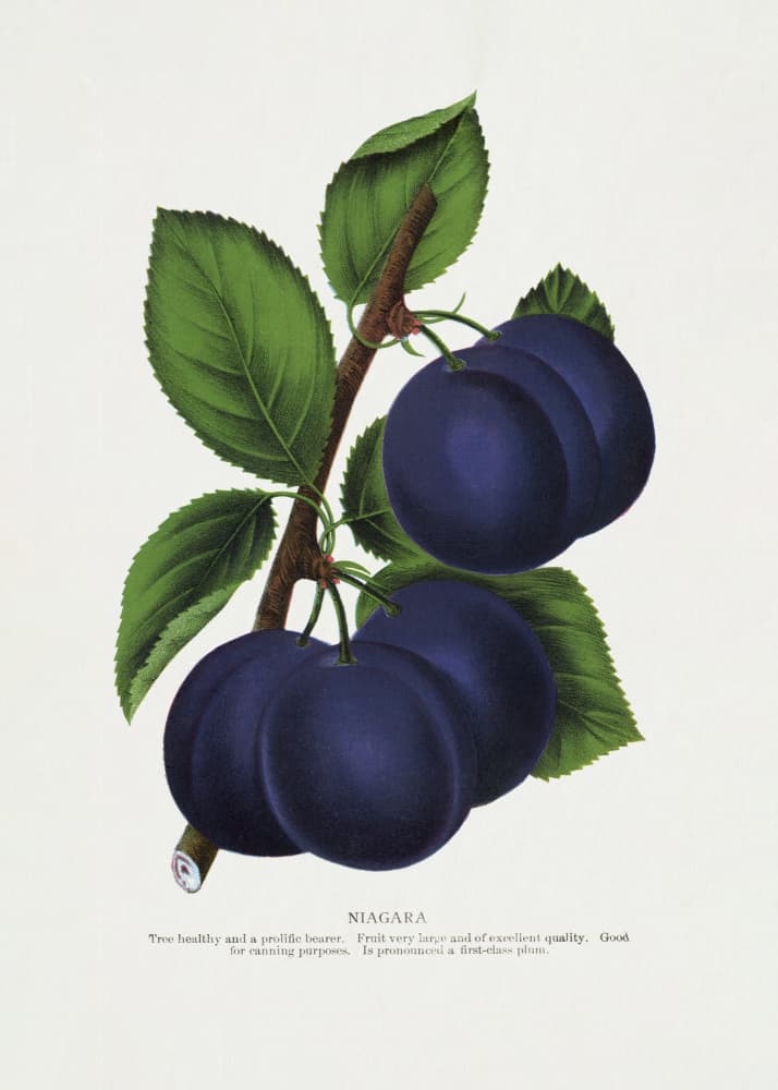 Niagara Plum Lithograph by Botanical Specimen Rochester Lithographing — canvas wall art