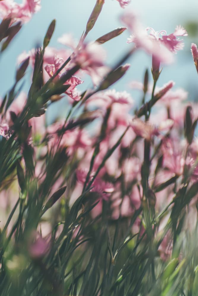 Blushing Pink Flowers by Javier Pardina — canvas wall art