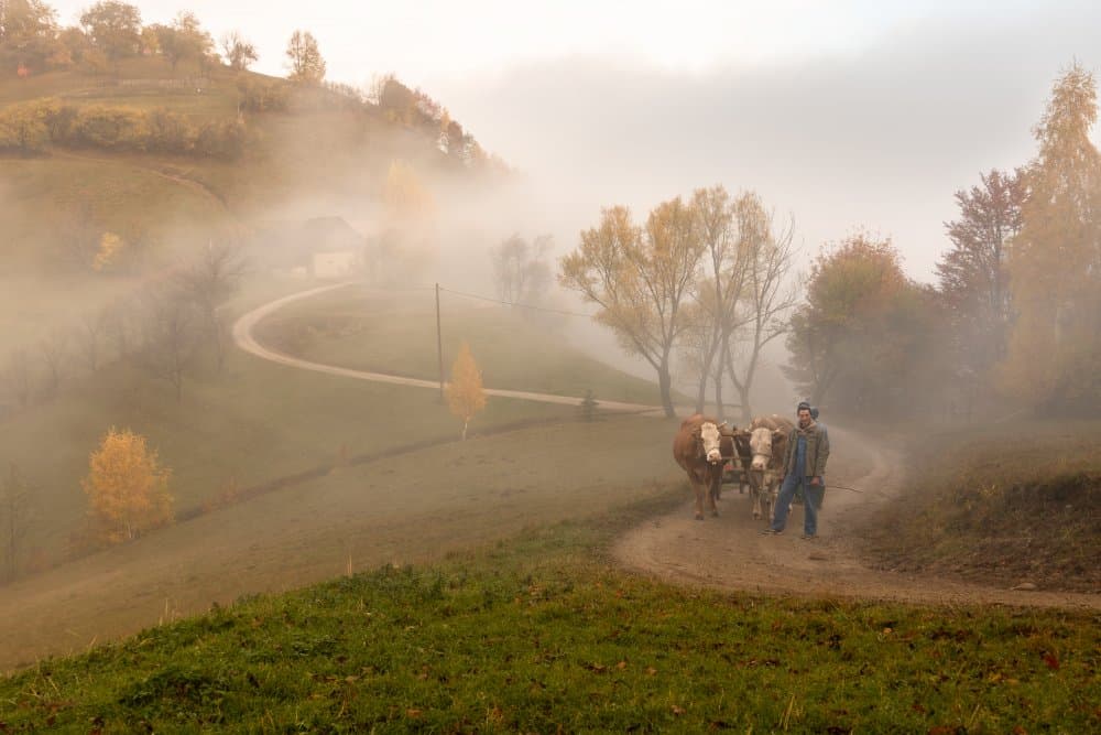Rural Foggy Autumn Morning by Olivia Popescu — canvas wall art