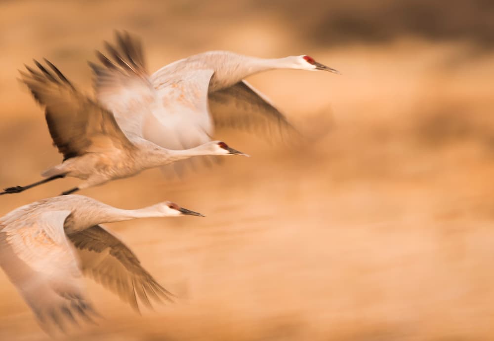 Graceful Cranes in Flight by Aijing H. — canvas wall art