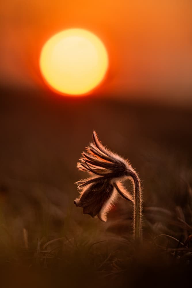 Sunset Glow Flower by Joško Šimic — canvas wall art