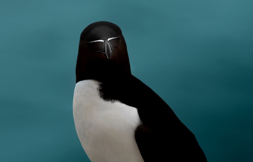 Elegant Razorbill Seabird by Erik Engström — canvas wall art