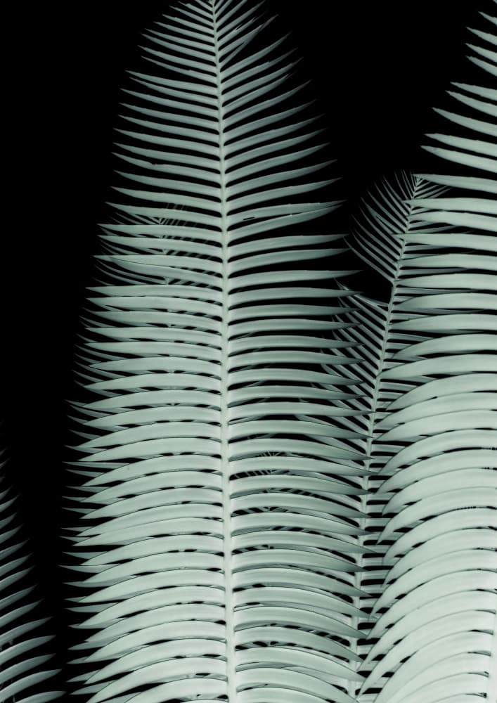 Silver Fronds Symphony by Shot by Clint — canvas wall art