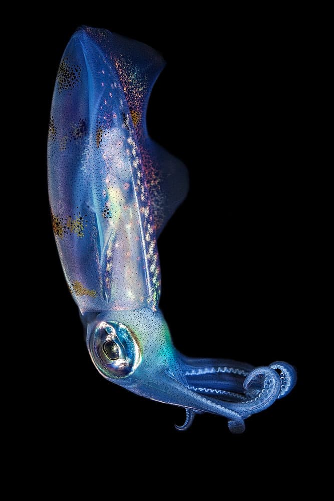 Blue Glowing Squid by Walter Lackner — canvas wall art