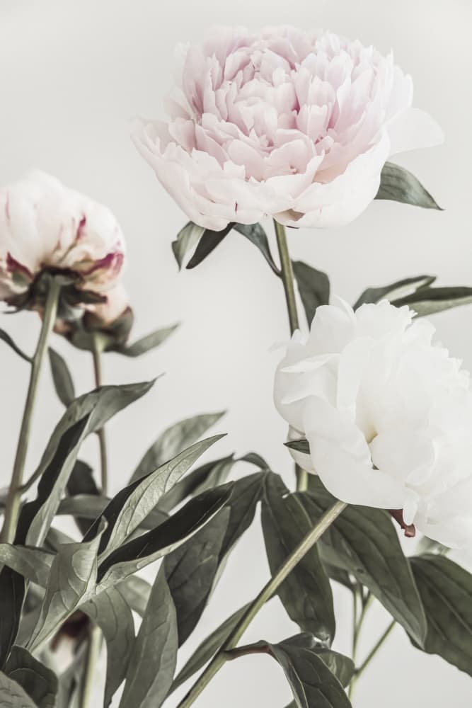 Soft Pink Peonies