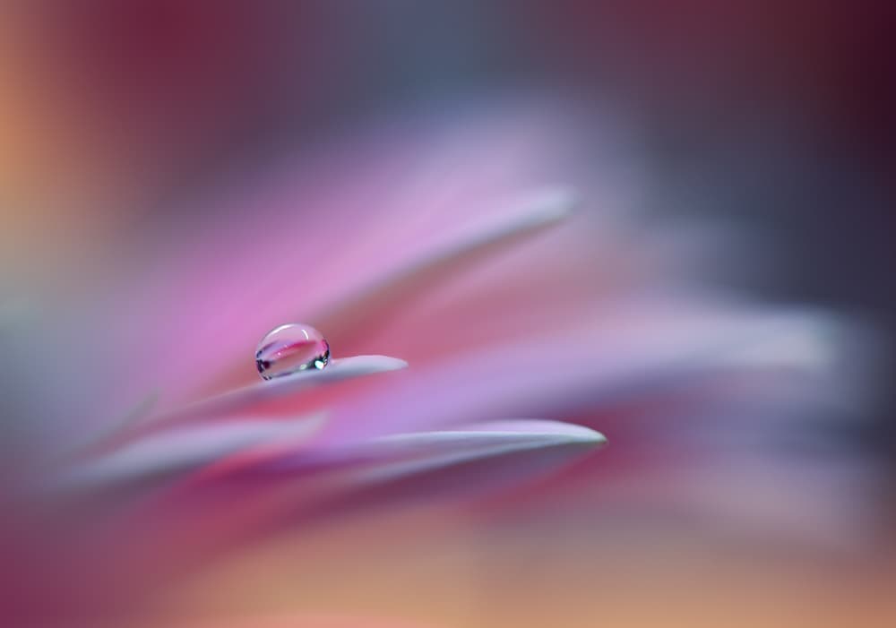 Pink Petal Droplet by Juliana Nan — canvas wall art