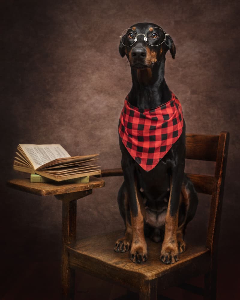 Professor Doberman by Noa Nick — canvas wall art