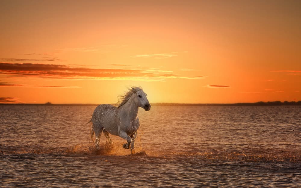 White Horse Ocean Sunset by joanaduenas — canvas wall art
