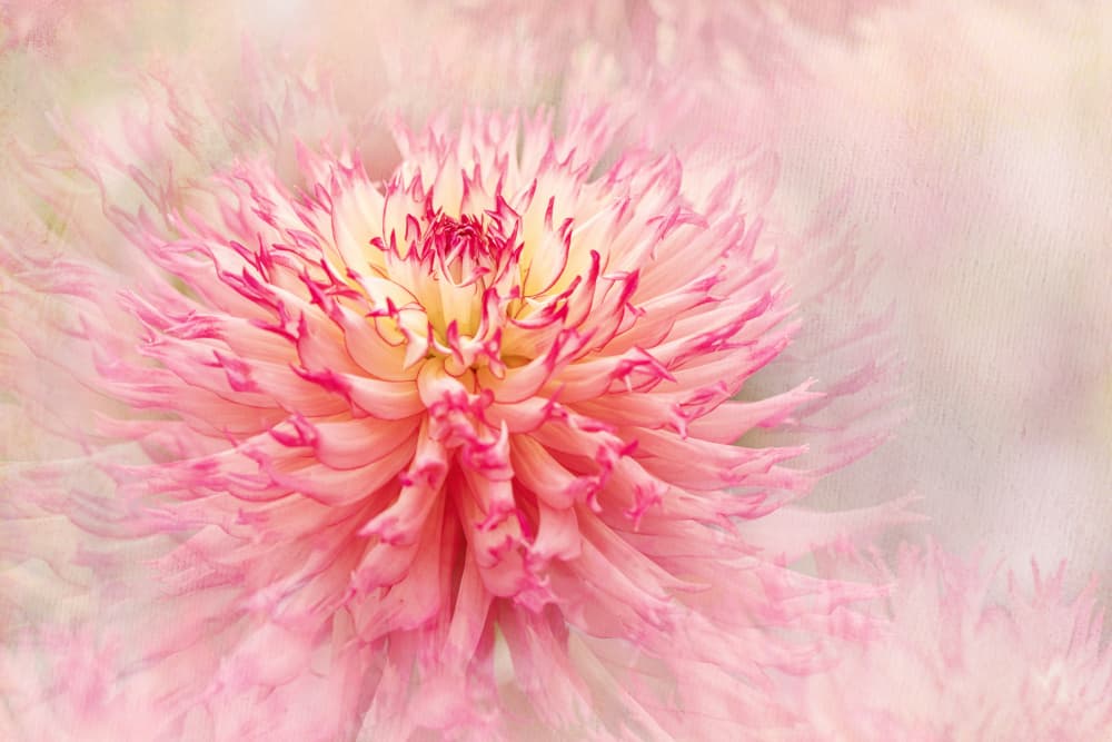 Pink Dahlia Dream by Jacky Parker — canvas wall art