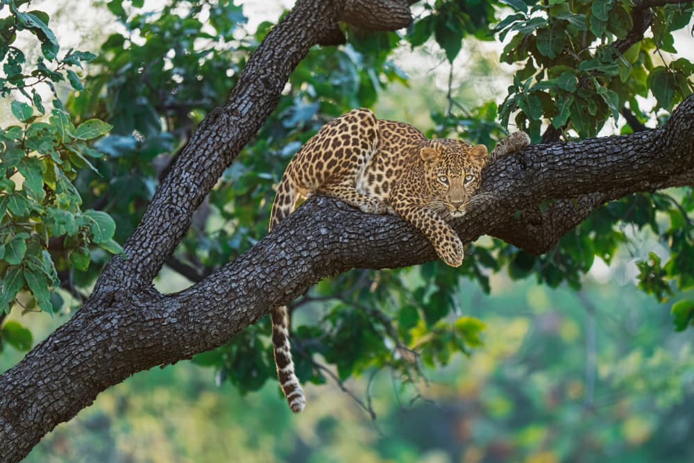Beauty on the tree by Yogesh Bhatia — canvas wall art