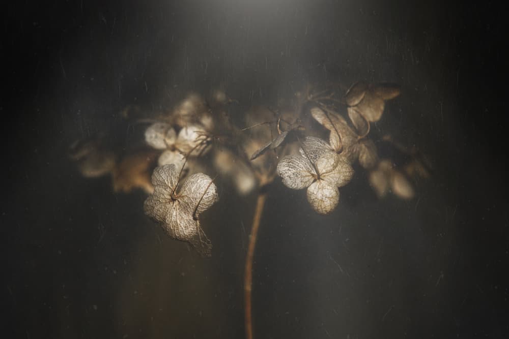 Ethereal Dried Hydrangea by Takashi Suzuki — canvas wall art