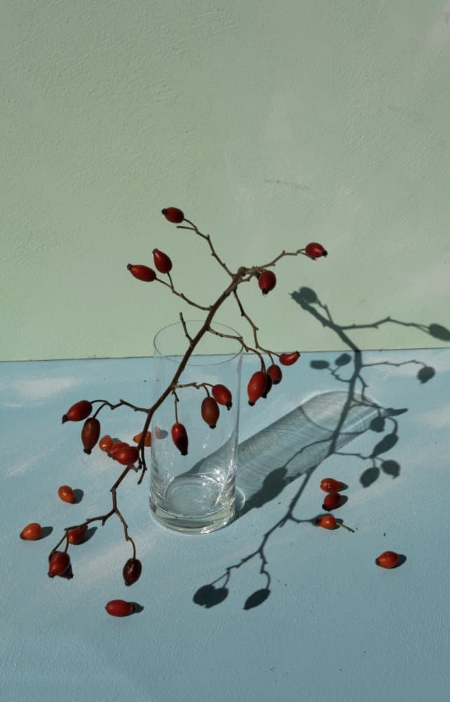 Rose Hips Still Life by Donatella Basso — canvas wall art