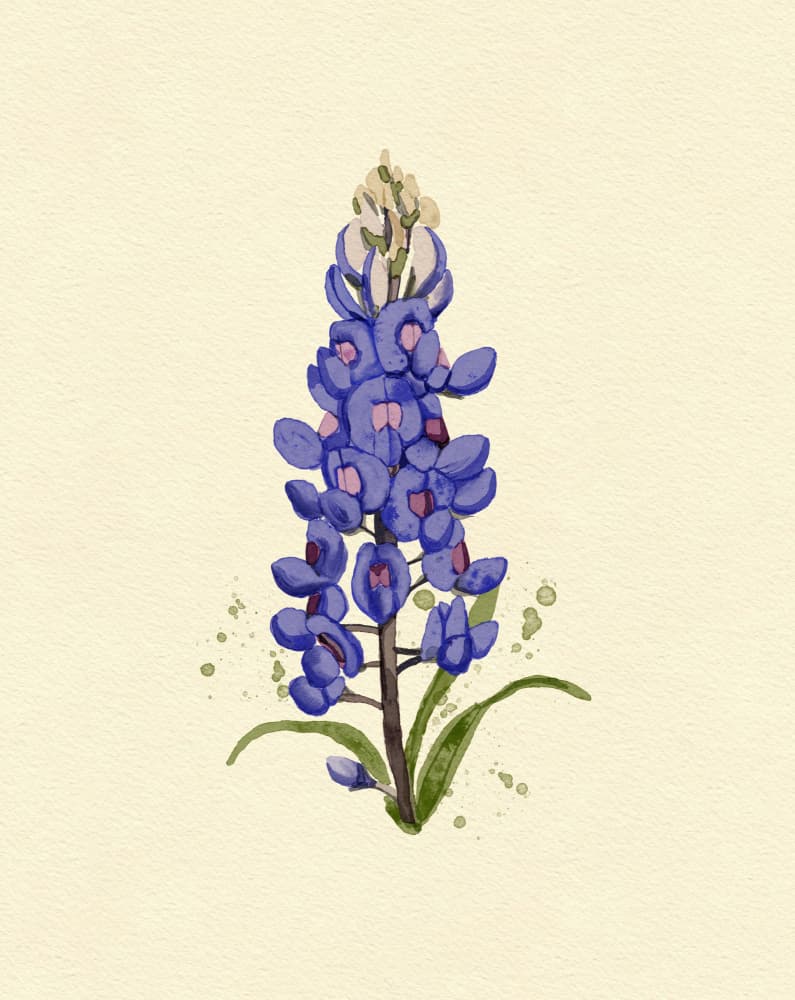 Bluebonnet 2 by Katie O'Shea — canvas wall art