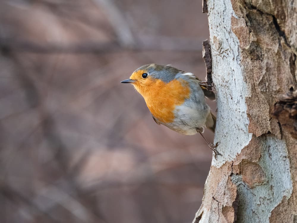 Vibrant Robin Perched by Andreas Feldtkeller — canvas wall art