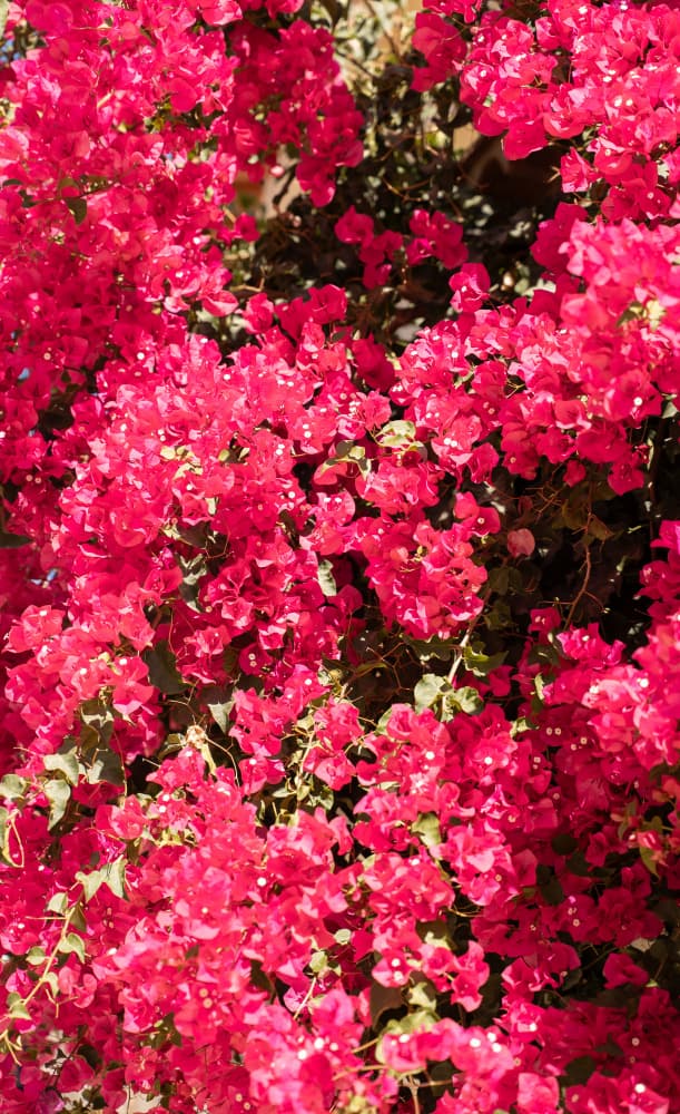 Bursting Pink Blooms by Henrike Schenk — canvas wall art