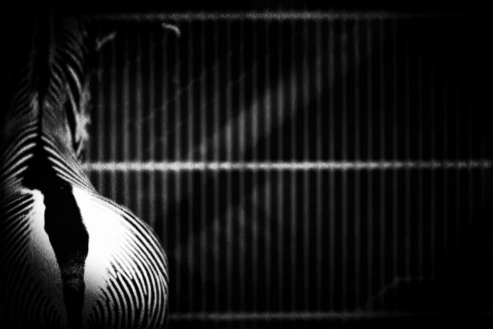 Black White Zebra Stripes by Teruhiko Tsuchida — canvas wall art