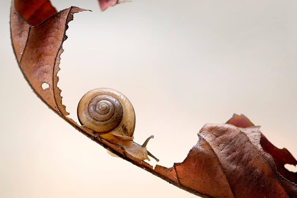 Tiny Snail on Autumn Leaf by Fauzan Maududdin — canvas wall art