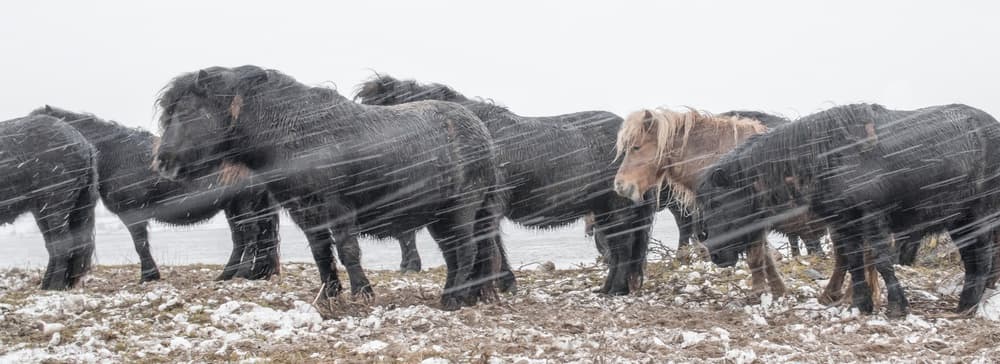 Winter Horses by Gert van den Bosch — canvas wall art